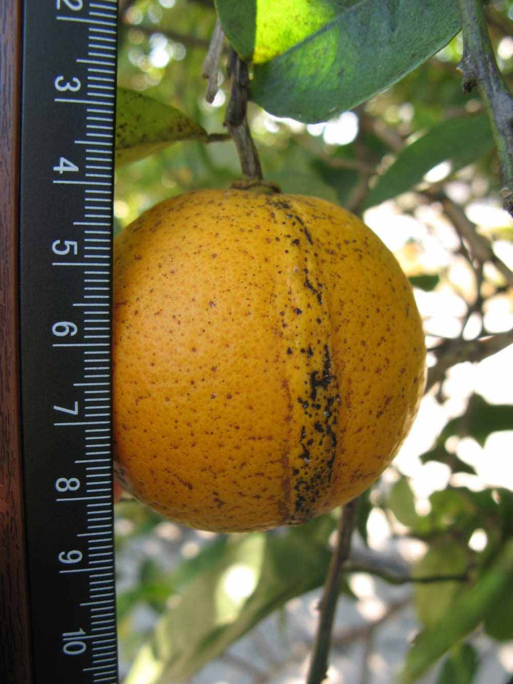            Fruit (Winter Haven, FL)   